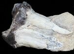 Fossil Brontotherium (Titanothere) Molar - South Dakota #50799-1